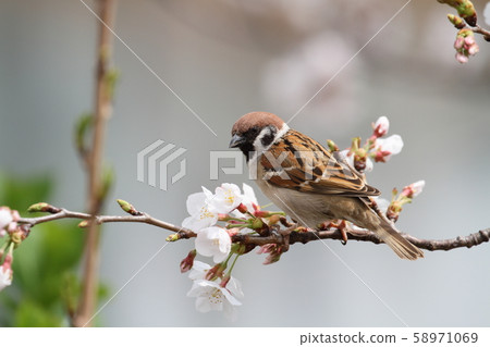 麻雀和櫻花 58971069