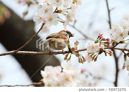 Sparrows and cherry blossoms Sparrows and cherry blossoms 58971070