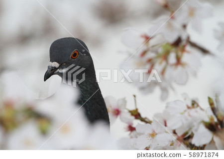 Pigeons and cherry trees 58971874