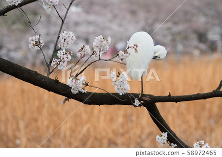 Heron and cherry blossoms Heron and cherry blossoms 58972465