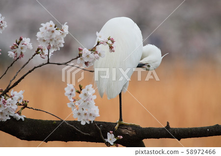 Heron and cherry blossoms Heron and cherry blossoms 58972466