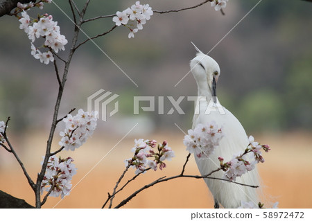 Heron and cherry blossoms 58972472