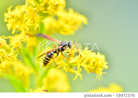 Futamon Asaki 58972570