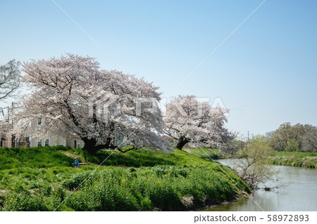 Walk along Nikko Kaido, Koshigaya-juku, cherry blossom trees in Motoarakawa 58972893