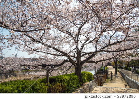 沿著櫻花南木日光海道日光海道散步 58972896