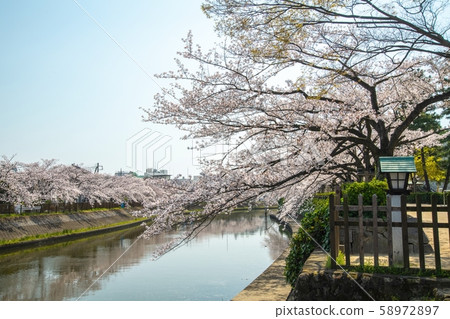 沿著櫻花南木日光海道日光海道散步 58972897