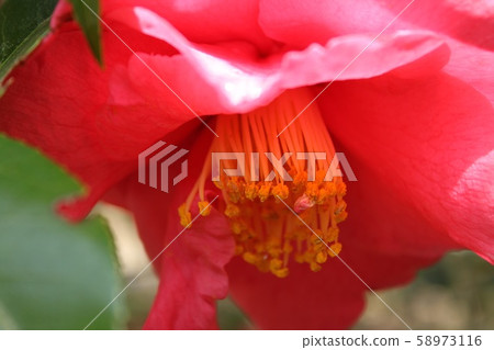 Red camellia Red camellia 58973116