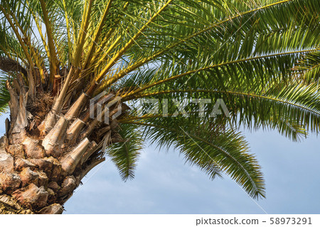 Palm tree in front of nice blue sky. Tropical climat Palm tree in front of nice blue sky. Tropical climat 58973291