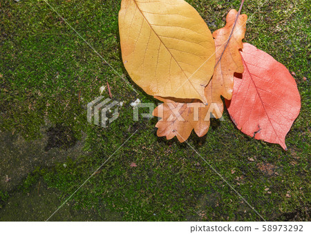 Yellow autumn leaves on a stone witnh moss. Autumnal background Yellow autumn leaves on a stone witnh moss. Autumnal background 58973292