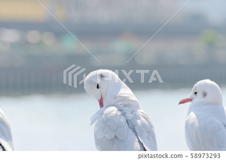 Seagulls to pluck down 58973293