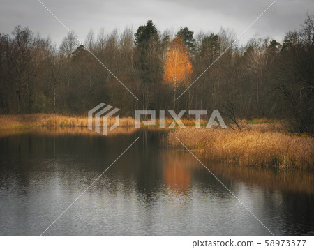 One yellow larch on shore of the lake One yellow larch on shore of the lake 58973377