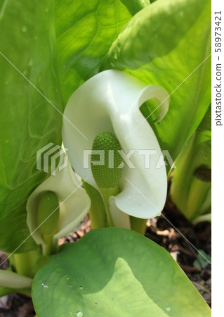 水芭蕉 水芭蕉 58973421