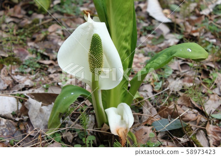 Water Basho Water Basho 58973423