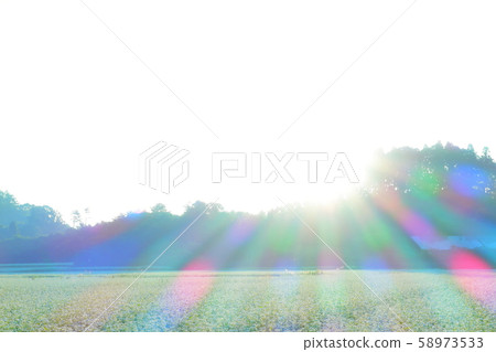 Soba field sunrise Soba field sunrise 58973533