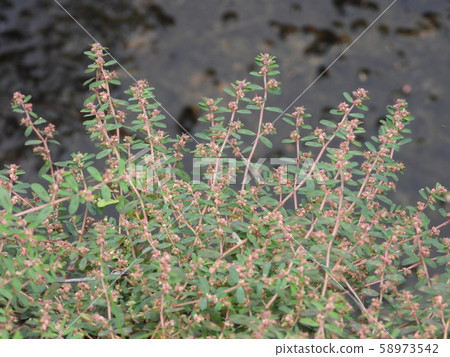 Konishikisou 58973542