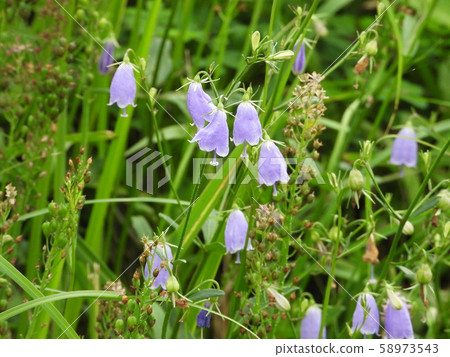 Tuliganinjin Tuliganinjin 58973543