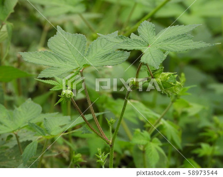 Kanamgra female flower 58973544