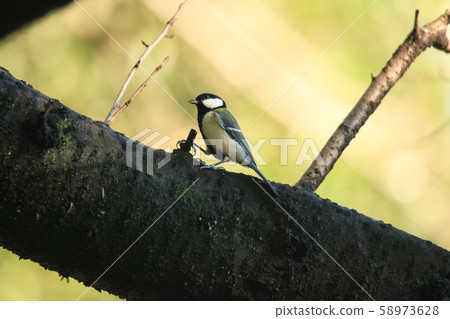 Great tit 58973628