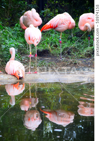 火烈鳥 58974158