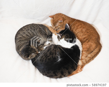 Three sleeping cats Three sleeping cats 58974197