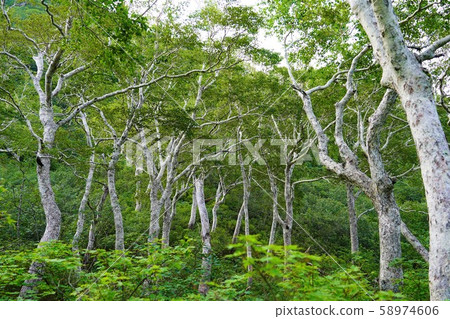 夕張岳森林帶 58974606