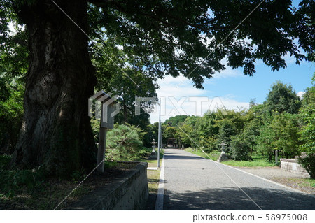 [Mimasaka Kuniichinomiya] The approach to Nakayama Shrine and Mukunoki, Tsuyama City, Okayama Prefecture 58975008