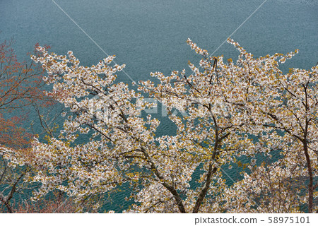 4月的晴天，以奧多摩湖的水面為背景，從三原山的山上拍下霞櫻的照片。 58975101