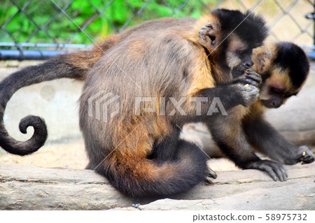 簇絨卷尾猴 58975732
