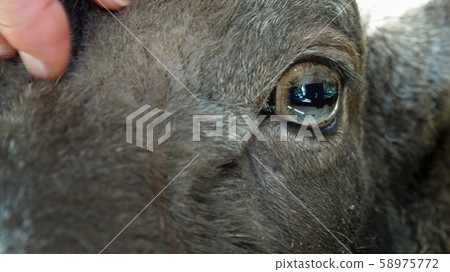 Detail of hand of girl touches the head of mouflon Detail of hand of girl touches the head of mouflon 58975772