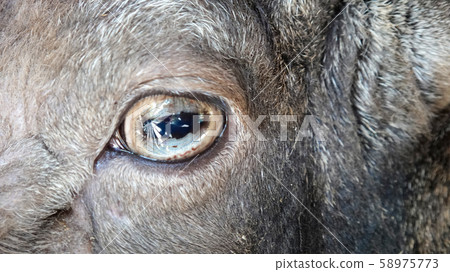 Close-up of mouflon eye in nature Close-up of mouflon eye in nature 58975773