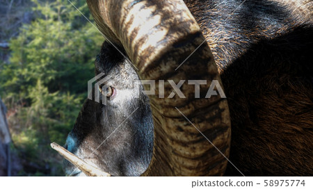 Close-up of mouflon eye in nature Close-up of mouflon eye in nature 58975774