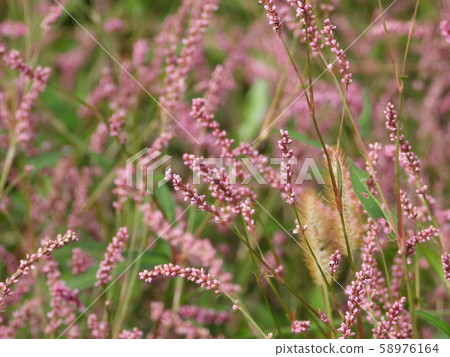Persicaria longise 58976164