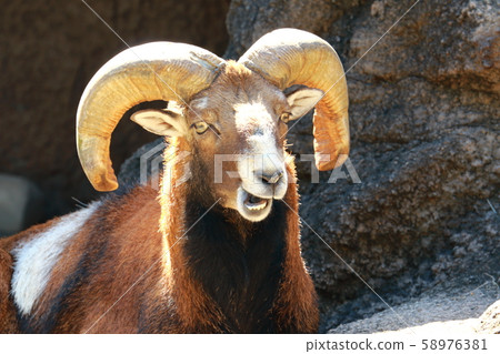 穆夫隆的臉 58976381