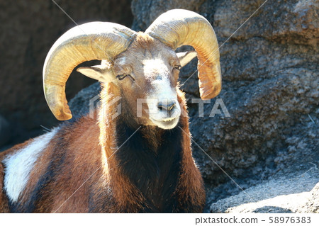 穆夫隆的臉 穆夫隆的臉 58976383