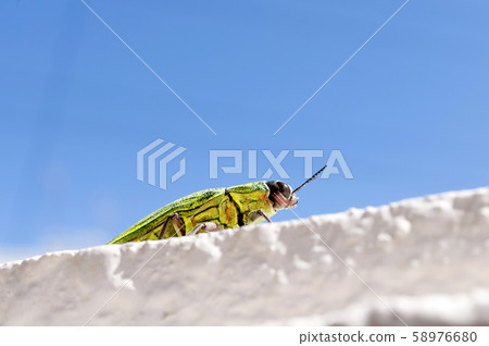 白尾甲蟲 58976680