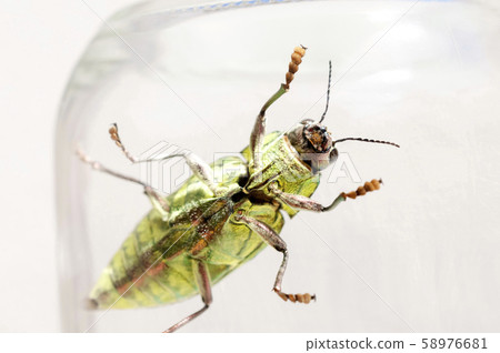 White-tailed beetle 58976681