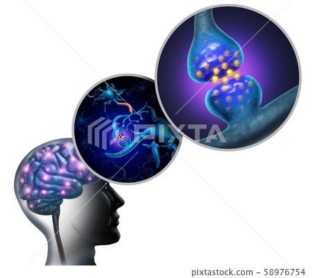 Neurology Anatomy 58976754