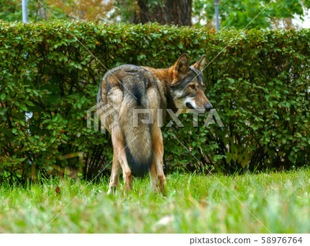 Wolf Face Close Up Wolf Face Close Up 58976764