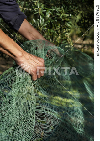 man harvesting olives in Spain 58976919