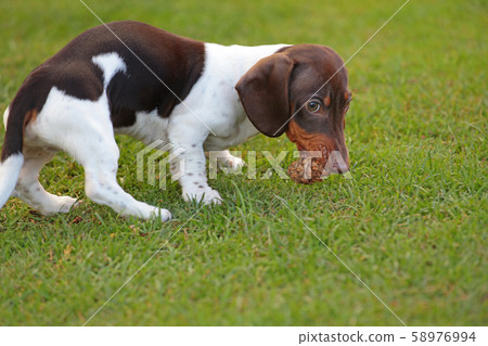 dog portrait cone grass background dog portrait cone grass background 58976994