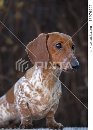 dog portrait autumn tree background dog portrait autumn tree background 58976995