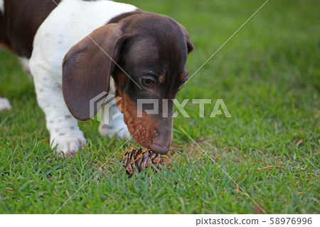 dog portrait cone grass background dog portrait cone grass background 58976996