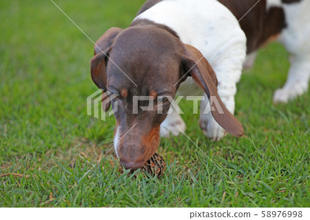dog portrait cone grass background  58976998