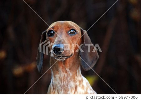 dog portrait autumn tree background dog portrait autumn tree background 58977000