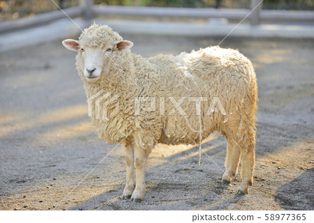 Sheep_sheep 58977365
