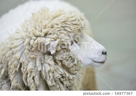 Sheep_sheep 58977367