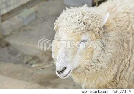Sheep_sheep 58977369