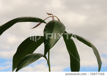 Gold to Tsumango leaves 58977388