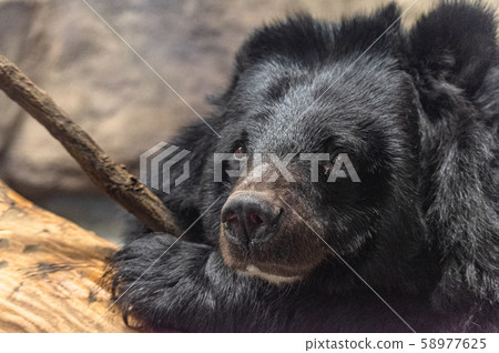Himalayan bear Himalayan bear 58977625