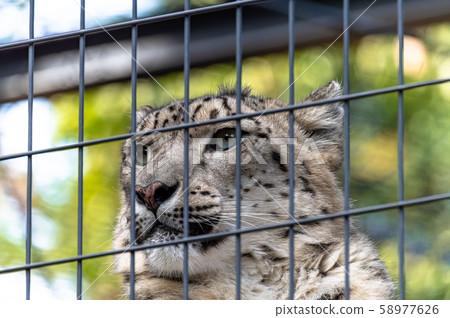 Snow leopard Snow leopard 58977626